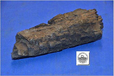 DSF_0939-Carbonized-wood-hit-by-a-lightning-strike