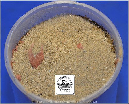 DSF_1076-BG_Seeds-Incunbator-3-Sea-Sand