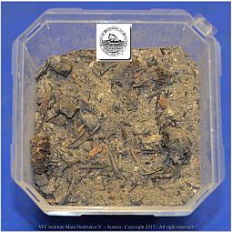 DSF_0912-Picea-Abies-Ash