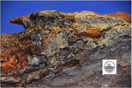 DSF_0937-Spruce-bark+resin-2