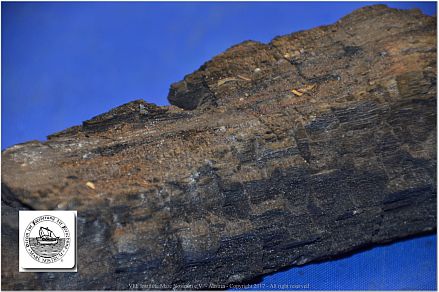 DSF_0939-Carbonized-wood-hit-by-a-lightning-strike-2
