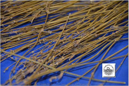 DSF_0943-Lavenderr-branches-(organic-drainage)