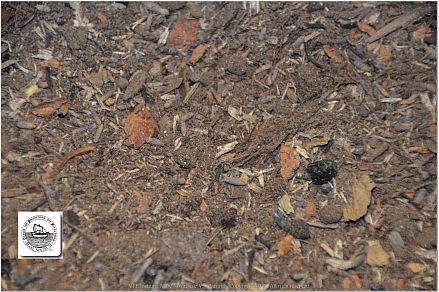 DSF_0975-Potting-Soil-2-small