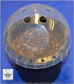 DSF_0991-Ilex-Rotunda-small