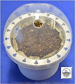 DSF_1006-Jojube-Small