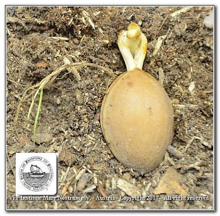 DSF_1012-GB-Seed-Detail
