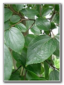 HJ-Celtis-sinensis-japonica-hackberry