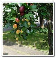 HJ-Jujube