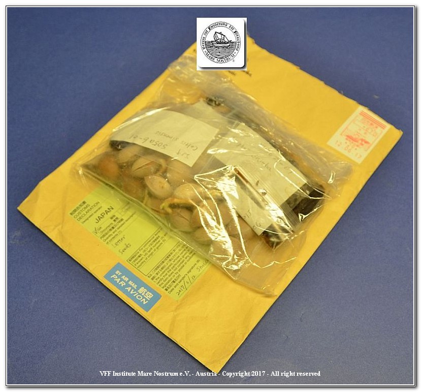 HJ-Seeds-1